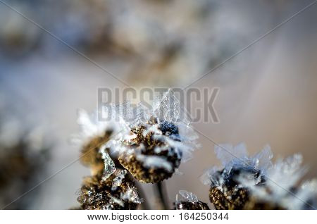 frozen plants grown with ice crystals in winter sunlight