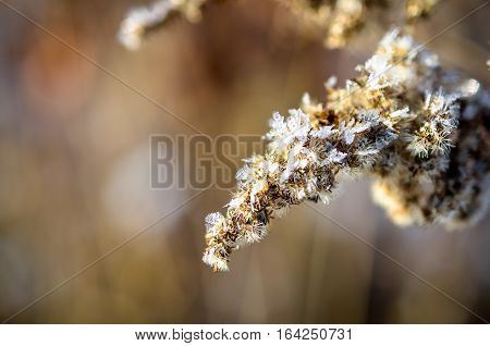 frozen plants grown with ice crystals in winter sunlight