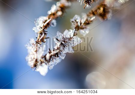 frozen plants grown with ice crystals in winter sunlight