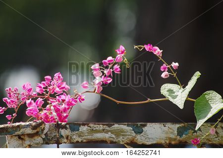 Antigon flowers on the old steel fence