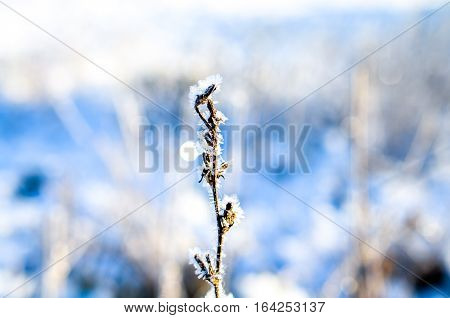frozen plants grown with ice crystals in winter sunlight
