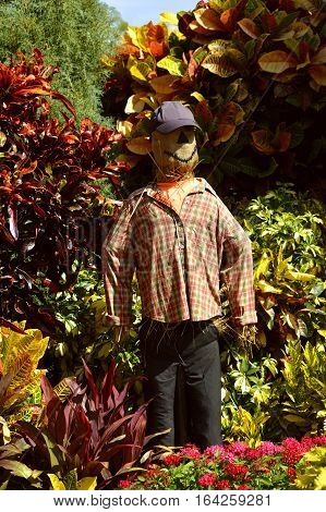 Scarecrow a strawman made from old clothes and straw