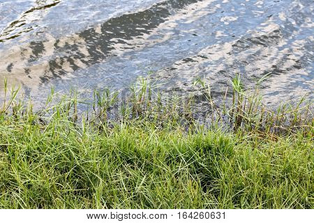 Grass growing near the edge of a lake.