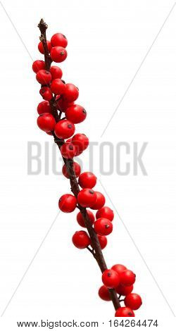 Ilex Verticillata Or Winterberry