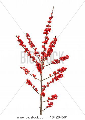 Ilex Verticillata Or Winterberry