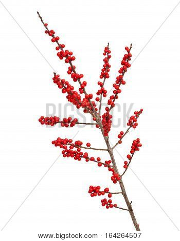 Ilex Verticillata Or Winterberry