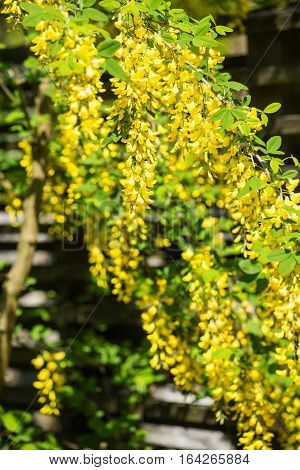 Caragana arborescens, peashrub acacia. Yellow flowers on a branch.