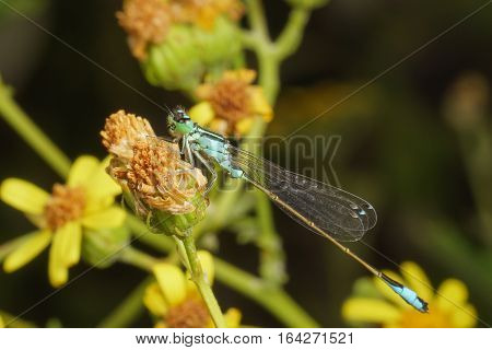 Blue dragonfly of the family of Arrows (lat. Coenagrionidae) on a yellow flower