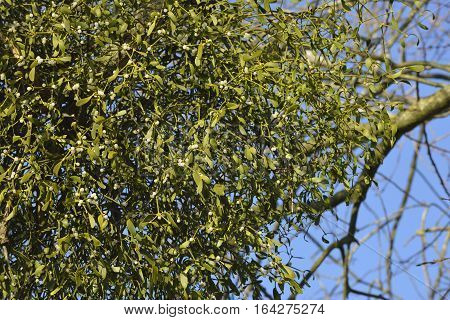 Large clump of Mistletoe in old tree - Viscum album