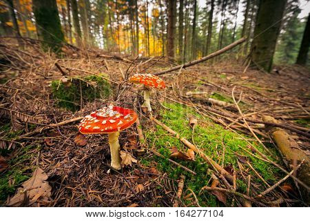 Closeup shot of mushrooms growing on the forest floor