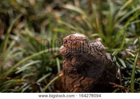 Oddly shaped tree trunk provoking thougts of a mystical and fantasy nature.