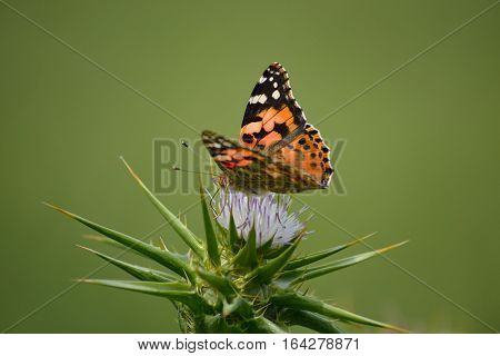 painted lady butterfly is feeding herself from wildflower
