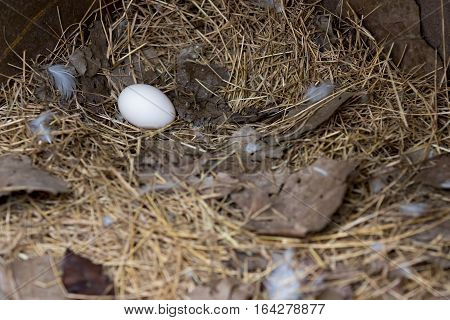 A single egg laying in the hay.