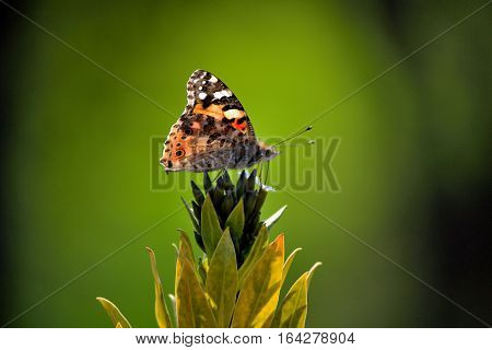 the painted lady butterfly and the amazing green background