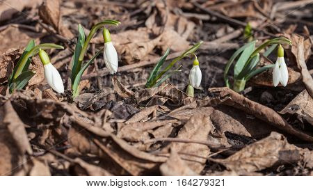 Gentle snowdrop growing through dried leaves. Galanthus nivalis first spring flowers snowdrops growing in garden