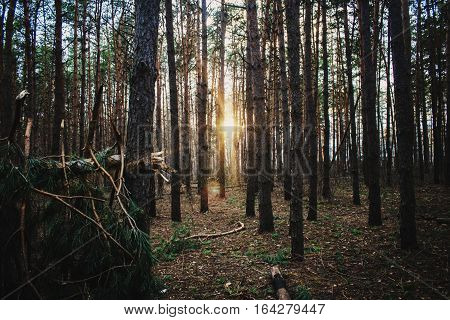 Forest Road Under Sunset Sunbeams. Lane Running Through The Autumn Deciduous Forest At Dawn Or Sunrise. Toned Instant Photo