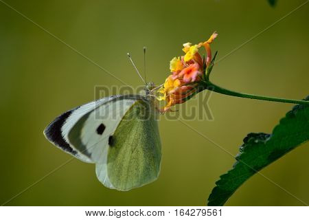 cabbage butterfly is busy in wildflower, getting some juicy nactor