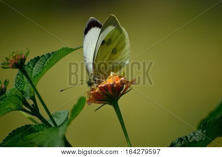 cabbage butterfly is tasting the nactor from wild flower