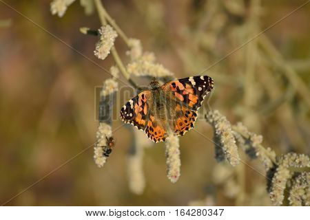 the painted lady butterfly and the sun light