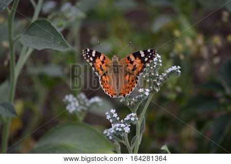 painted lady butterfly is just ready to land on