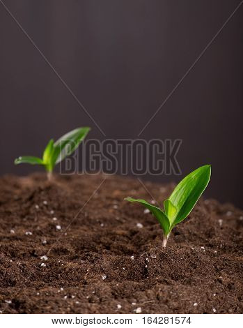 Sprouts In Ground