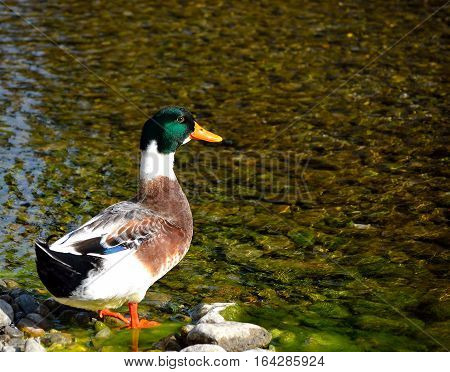 after getting their chicks to the pond the mother ducks is waiting for their same return.