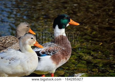 mother duck taking her two chicks to the pond for fishing.