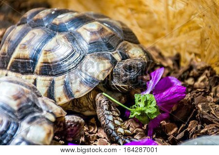 Turtle Testudo Marginata the european landturtle eating 2