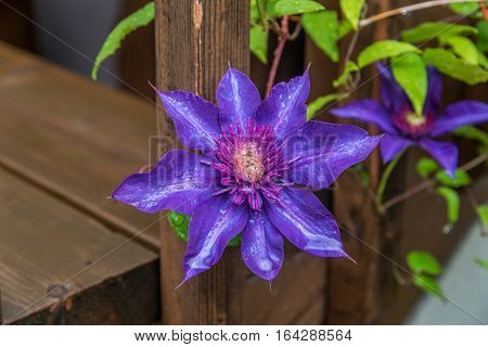 Blue Clematis