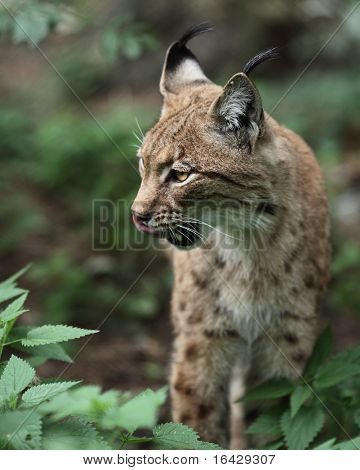 ユーラシア オオヤマネコ (オオヤマネコ lynx） の肖像画