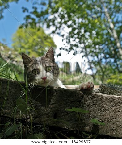 Gatto - kitty bella all'interno di uno scenario di bella estate