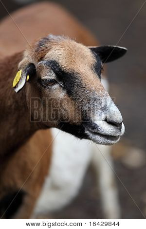 brægen ged