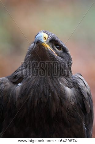 Steppe eagle - close-up portret van deze majestueuze bird of prey