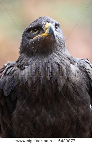 Steppe eagle - close-up portret van deze majestueuze bird of prey