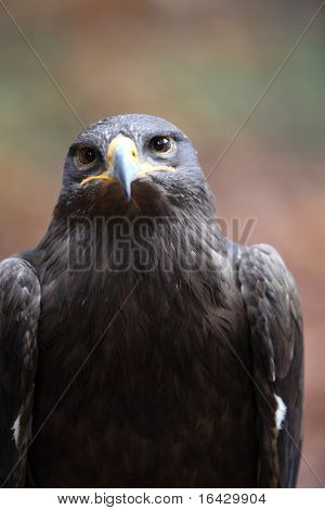 Steppe eagle - close-up portret van deze majestueuze bird of prey