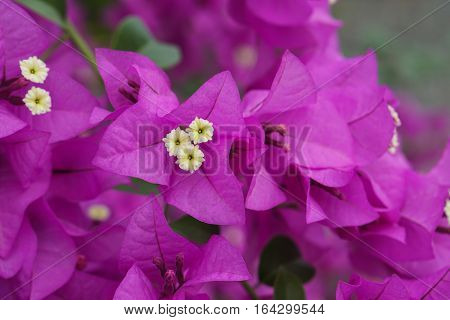 pink and purple flower on dark rustic background.