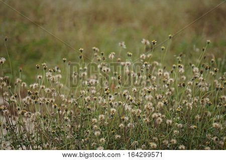 White flowers on dark rustic background in garden