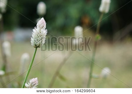 White flowers on dark rustic background in garden