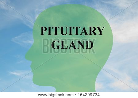 Pituitary Gland Concept