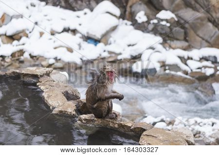 Snow monkey onsen 
Take photo at nagano Japan