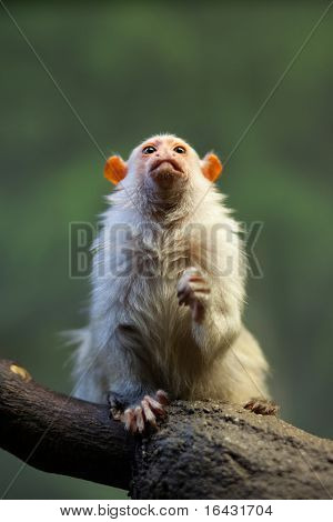 cute little monkey