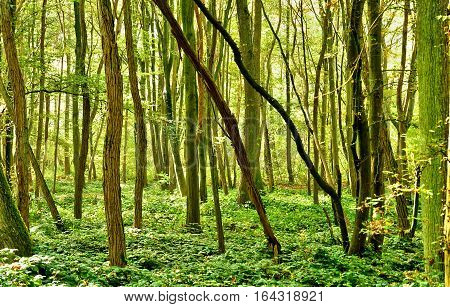 Verneuil sur Seine; France - october 30 2016 : the forest in the west of the city