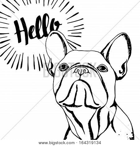 bulldog dog animal french vector illustration pet breed cute drawing puppy