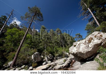 Im Landesinneren Korsika, Frankreich (Wald von Aitone)