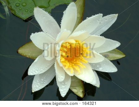 Plovoucí Lily