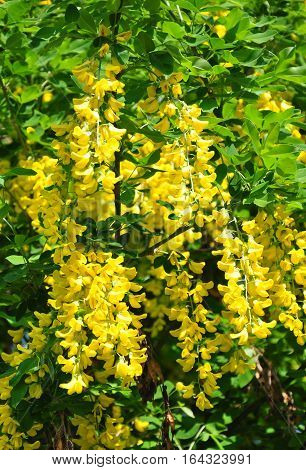 Common Laburnum (laburnum Anagyroides)