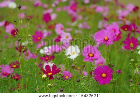 Colorful flowers flowers on green background in garden