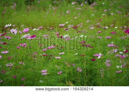 Colorful flowers flowers on green background in garden