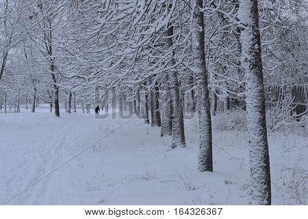 Park in a strong frost covered with snow far out of town