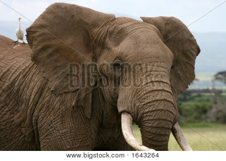 Éléphant d'Afrique Amboseli Kenya